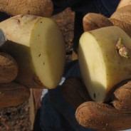 2015 Seed Potato Project